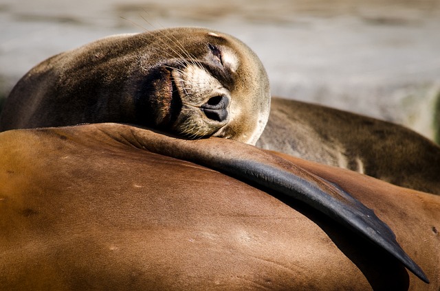 Sleeping Seal